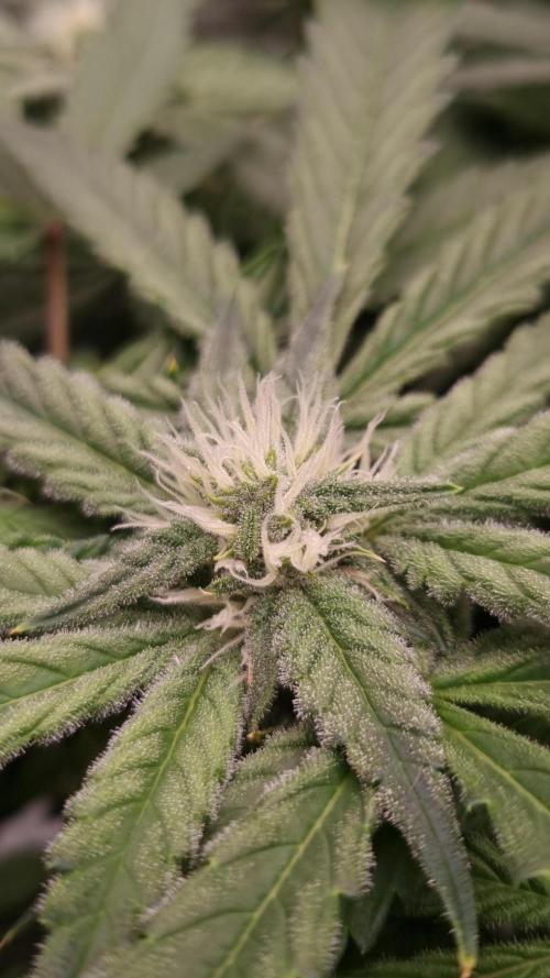 Studio 54 Stardust Auto Sweet Seeds NFT. Week 8 - Day 14