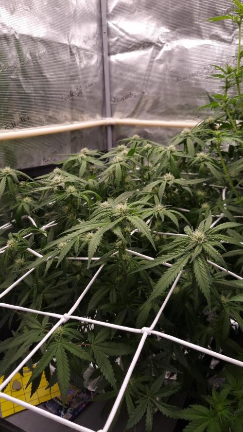 Studio 54 Stardust Auto Sweet Seeds NFT. Week 8 - Day 14