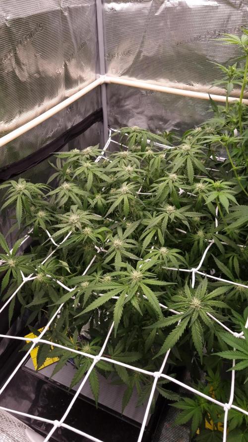 Studio 54 Stardust Auto Sweet Seeds NFT. Week 8 - Day 14