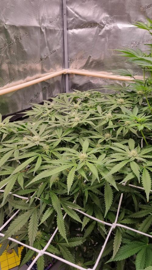 Studio 54 Stardust Auto Sweet Seeds NFT. Week 8 - Day 14 before defoliation