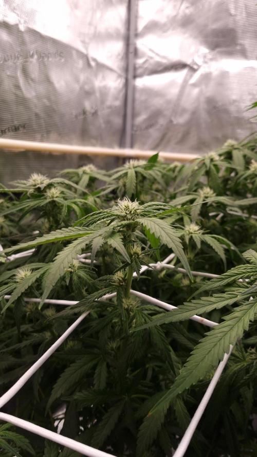 Studio 54 Stardust Auto Sweet Seeds NFT. Week 8 - Day 14