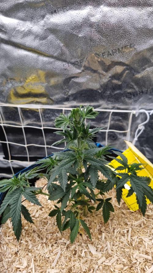 Sherbelato Cake #2 Dutch Passion SOIL. Week 5 - Day 32 defoliation