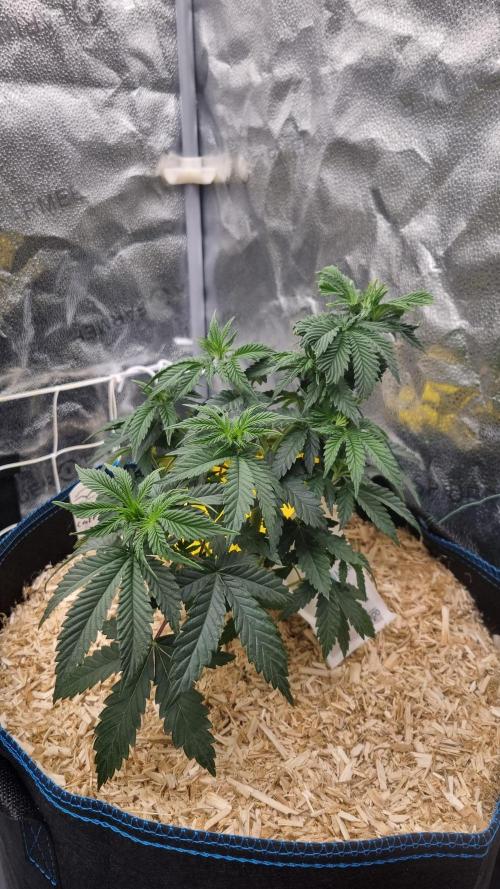 Sherbelato Cake #2 Dutch Passion SOIL. Week 5 - Day 35