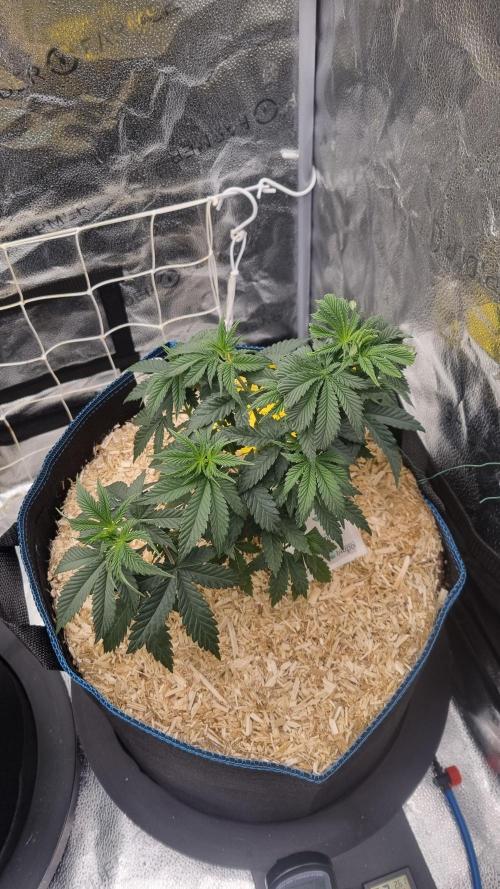 Sherbelato Cake #2 Dutch Passion SOIL. Week 5 - Day 35
