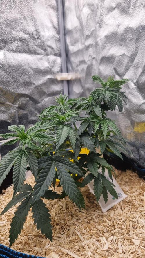 Sherbelato Cake #2 Dutch Passion SOIL. Week 5 - Day 35