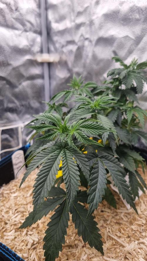 Sherbelato Cake #2 Dutch Passion SOIL. Week 5 - Day 35