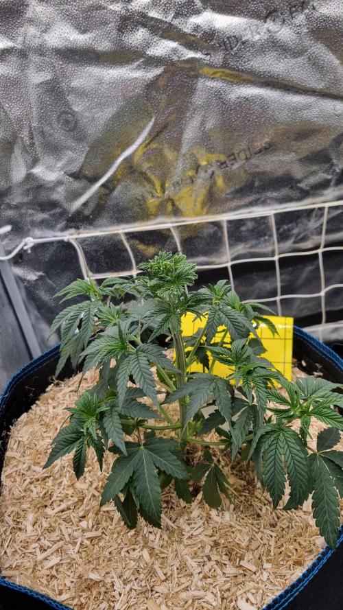 Midnight Candy HappyPlant420 SOIL. Week 5 - Day 32 defoliation