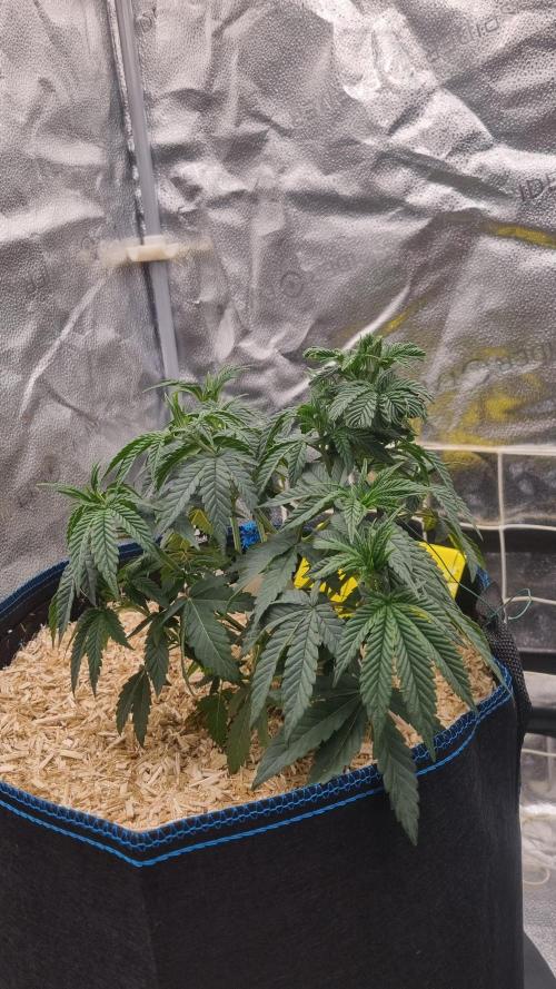 Midnight Candy HappyPlant420 SOIL. Week 5 - Day 35