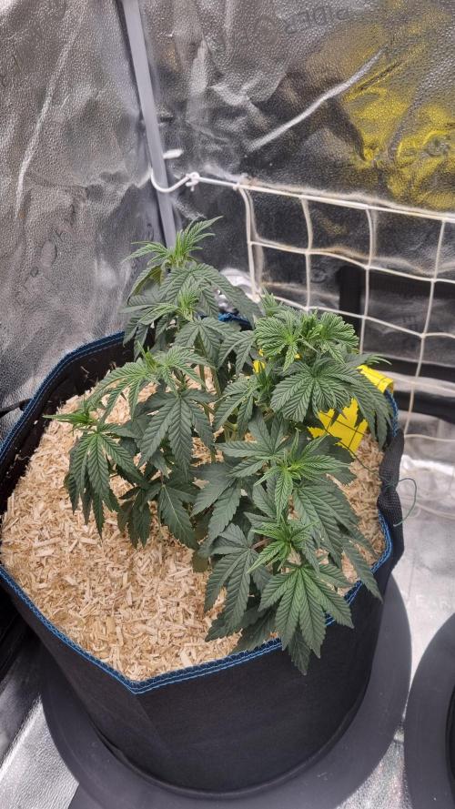 Midnight Candy HappyPlant420 SOIL. Week 5 - Day 35