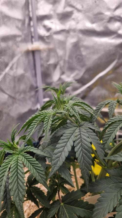 Midnight Candy HappyPlant420 SOIL. Week 5 - Day 35