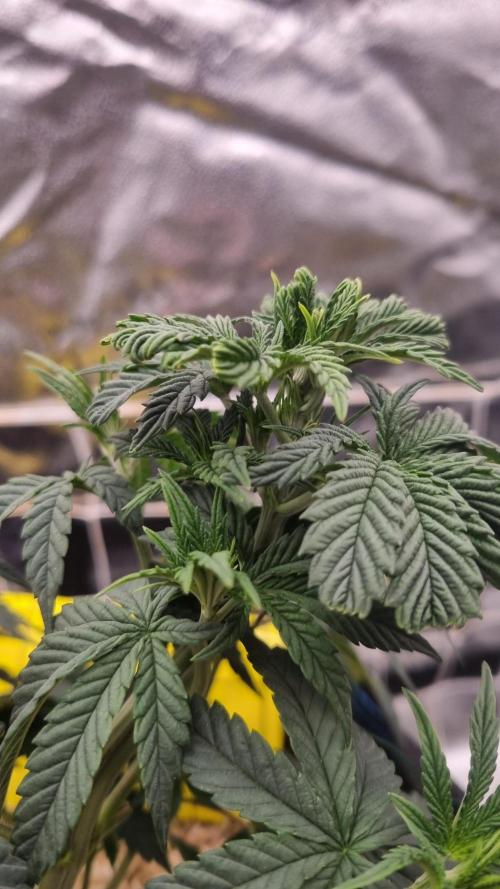 Midnight Candy HappyPlant420 SOIL. Week 5 - Day 35