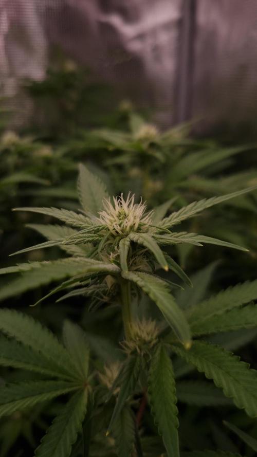 Papayton Fastbuds NFT. Week 9 - Day 14