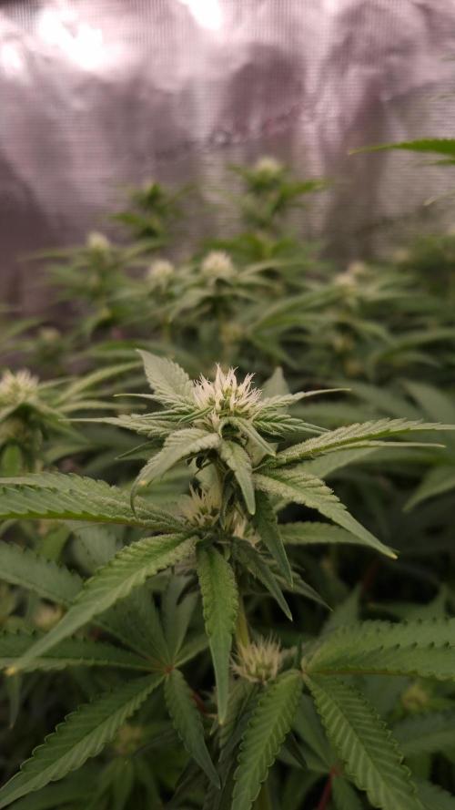 Papayton Fastbuds NFT. Week 9 - Day 14