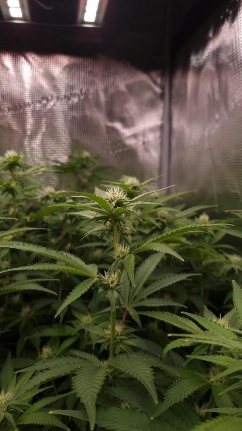 Papayton Fastbuds NFT. Week 9 - Day 14