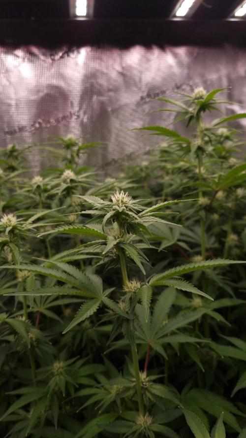 Papayton Fastbuds NFT. Week 9 - Day 14