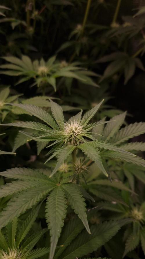 Garlic Cookies Pureinstinto NFT. Week 9 - Day 14