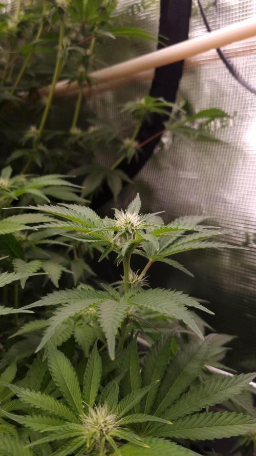 Garlic Cookies Pureinstinto NFT. Week 9 - Day 14