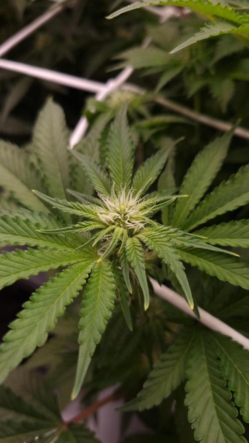 Garlic Cookies Pureinstinto NFT. Week 9 - Day 14