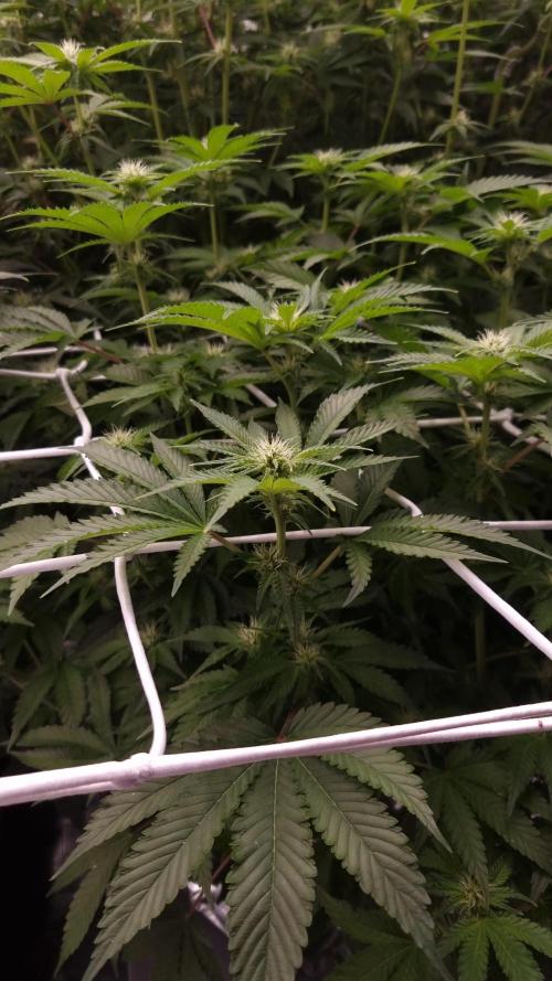 Garlic Cookies Pureinstinto NFT. Week 9 - Day 14