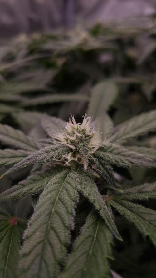 Studio 54 Stardust Auto Sweet Seeds NFT. Week 9 - Day 21