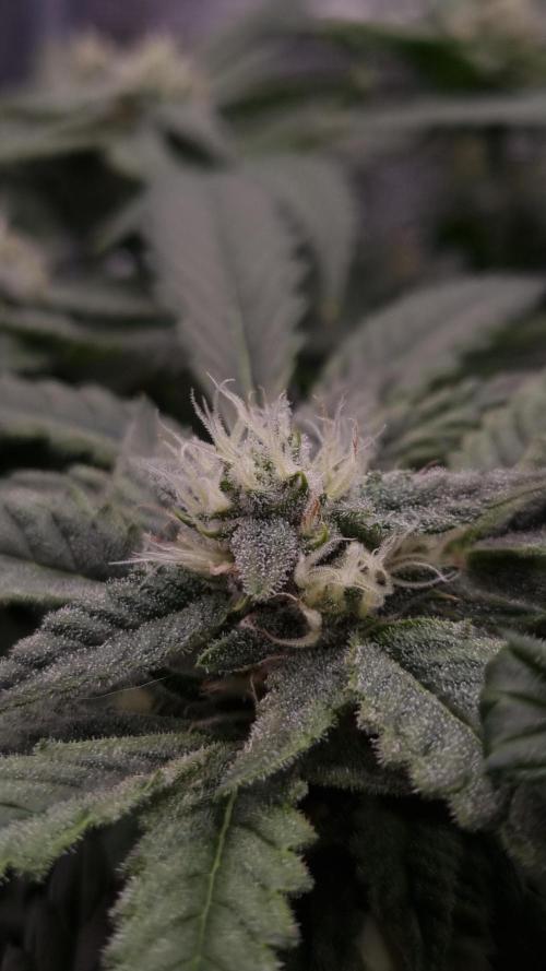 Studio 54 Stardust Auto Sweet Seeds NFT. Week 9 - Day 21