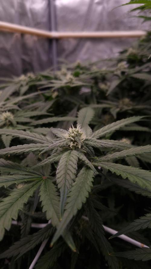 Studio 54 Stardust Auto Sweet Seeds NFT. Week 9 - Day 21