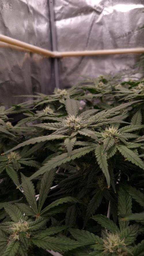 Studio 54 Stardust Auto Sweet Seeds NFT. Week 9 - Day 21