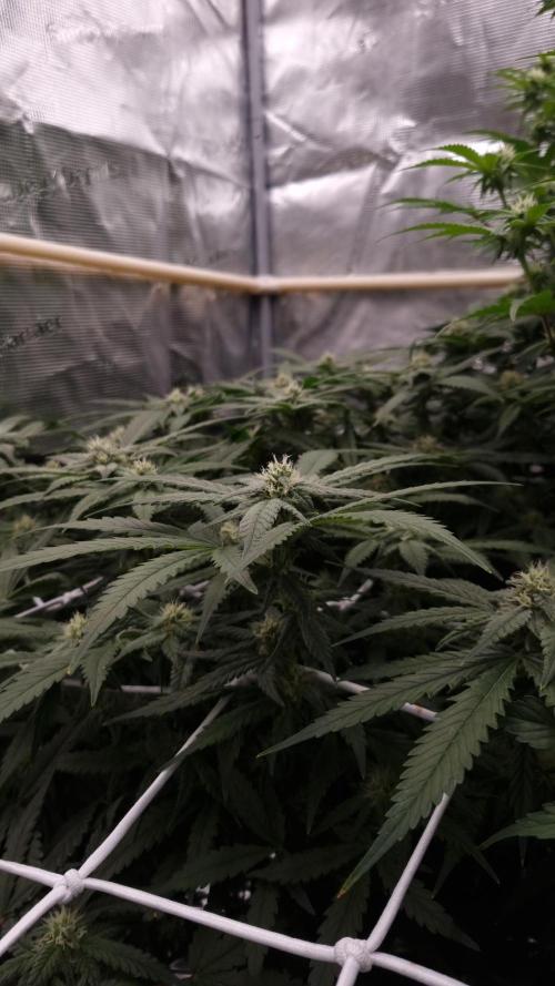 Studio 54 Stardust Auto Sweet Seeds NFT. Week 9 - Day 21