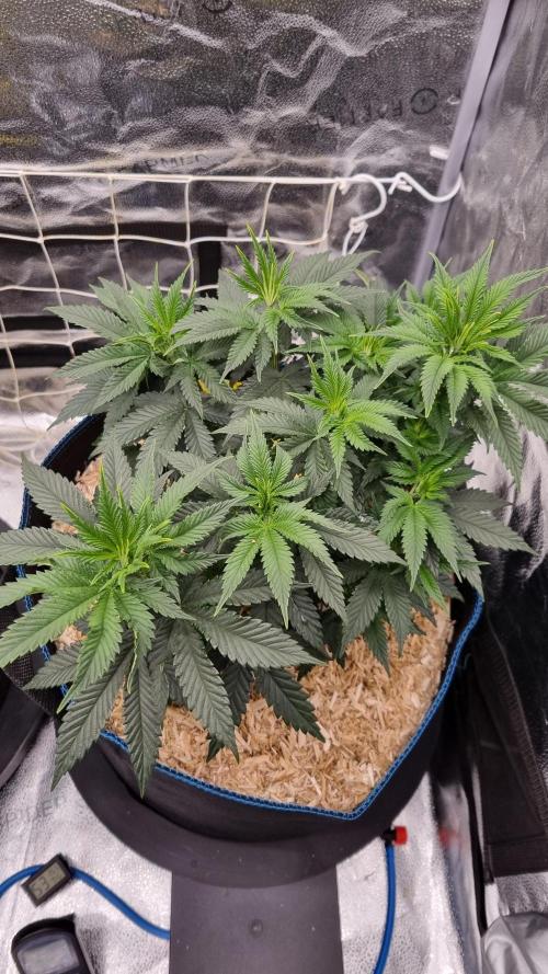Sherbelato Cake #2 Dutch Passion SOIL. Week 6 - Day 42