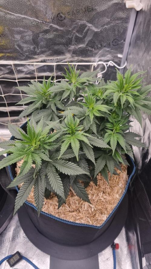 Sherbelato Cake #2 Dutch Passion SOIL. Week 6 - Day 42