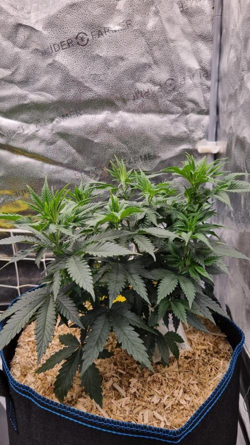 Sherbelato Cake #2 Dutch Passion SOIL. Week 6 - Day 42