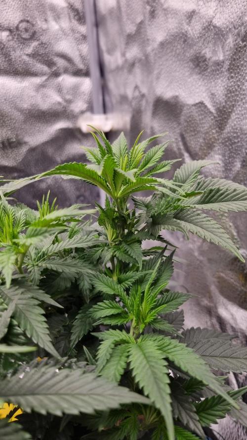 Sherbelato Cake #2 Dutch Passion SOIL. Week 6 - Day 42