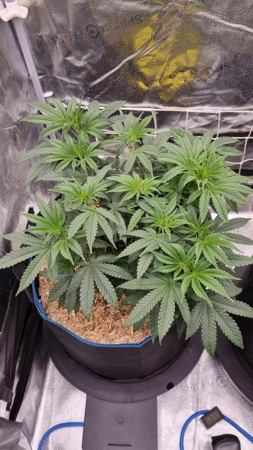 Midnight Candy HappyPlant420 SOIL. Week 6 - Day 42