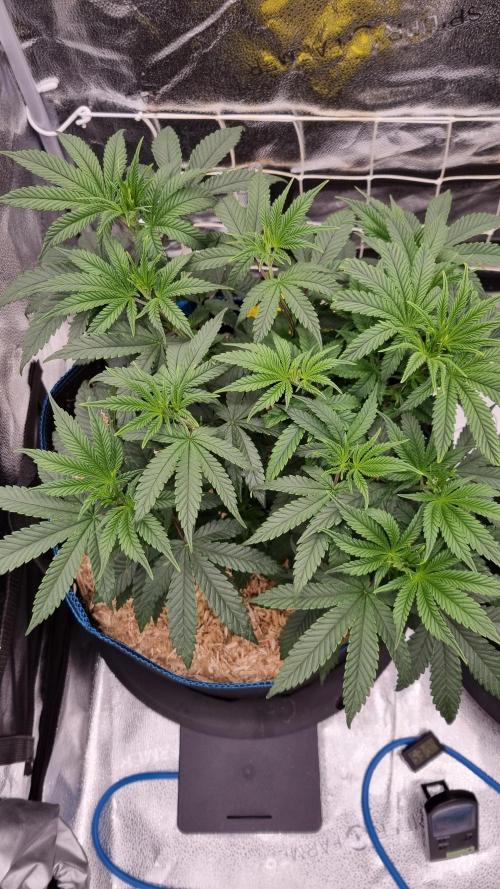 Midnight Candy HappyPlant420 SOIL. Week 6 - Day 42