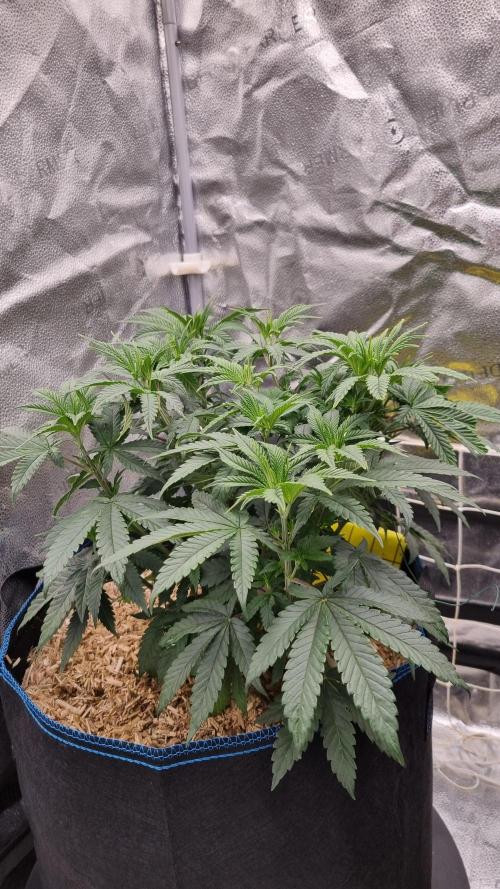 Midnight Candy HappyPlant420 SOIL. Week 6 - Day 42