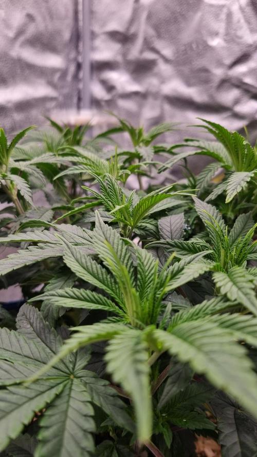 Midnight Candy HappyPlant420 SOIL. Week 6 - Day 42