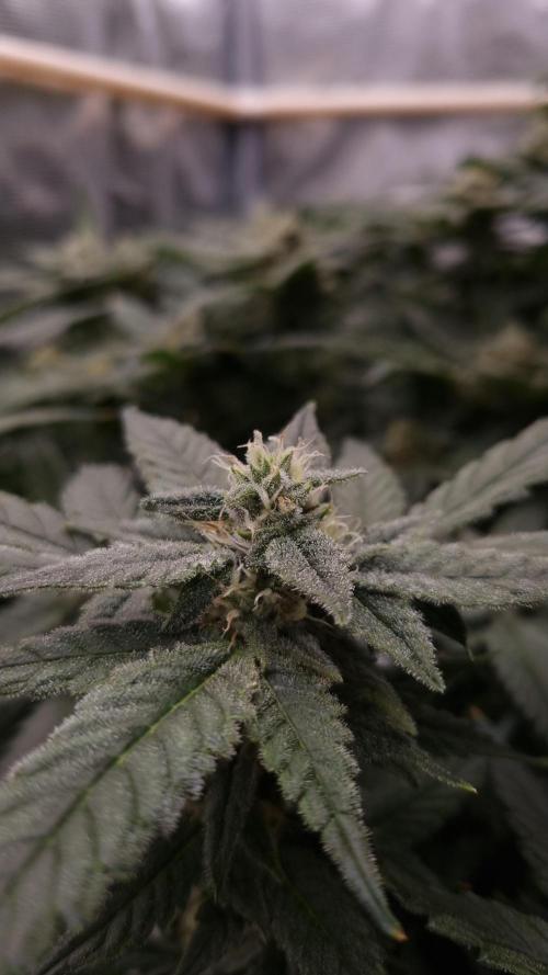 Studio 54 Stardust Auto Sweet Seeds NFT. Week 10 - Day 28