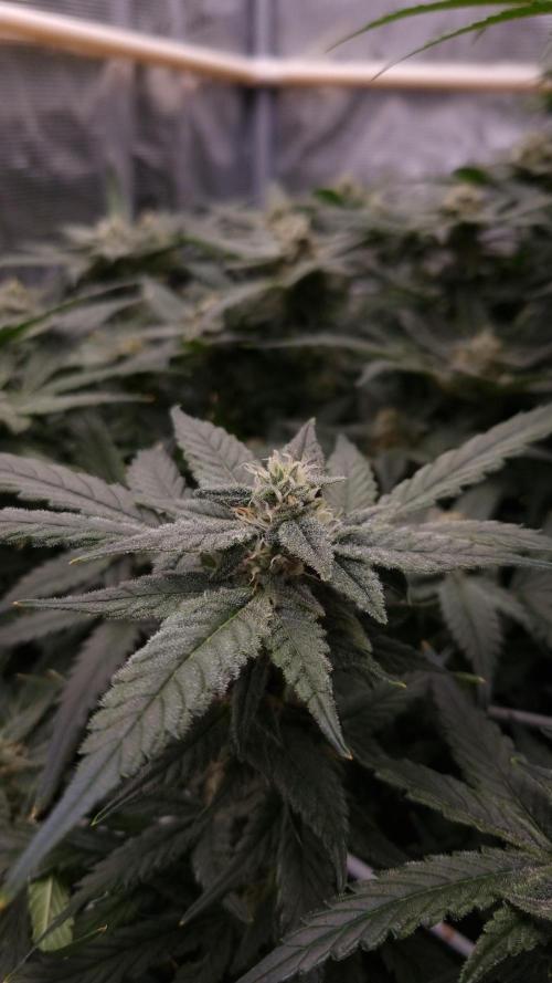 Studio 54 Stardust Auto Sweet Seeds NFT. Week 10 - Day 28