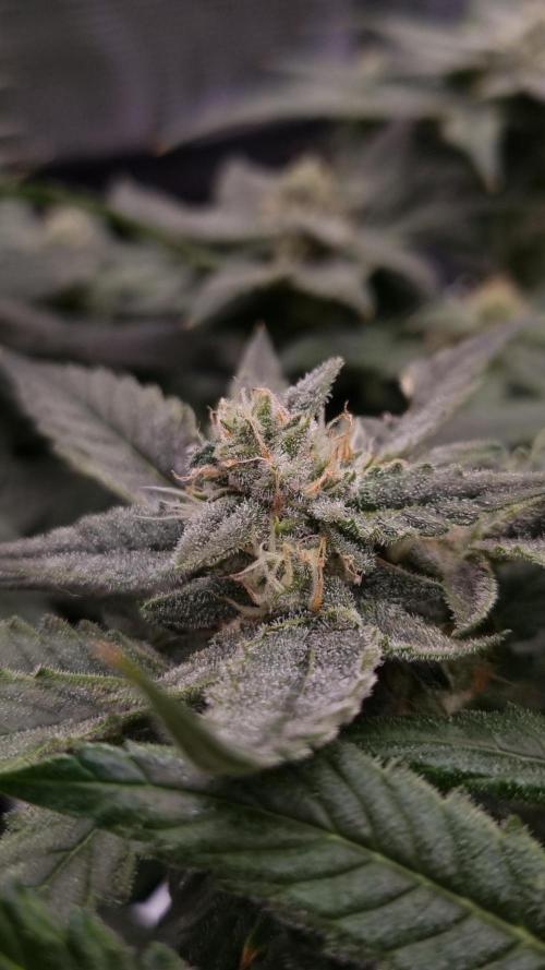 Studio 54 Stardust Auto Sweet Seeds NFT. Week 10 - Day 28