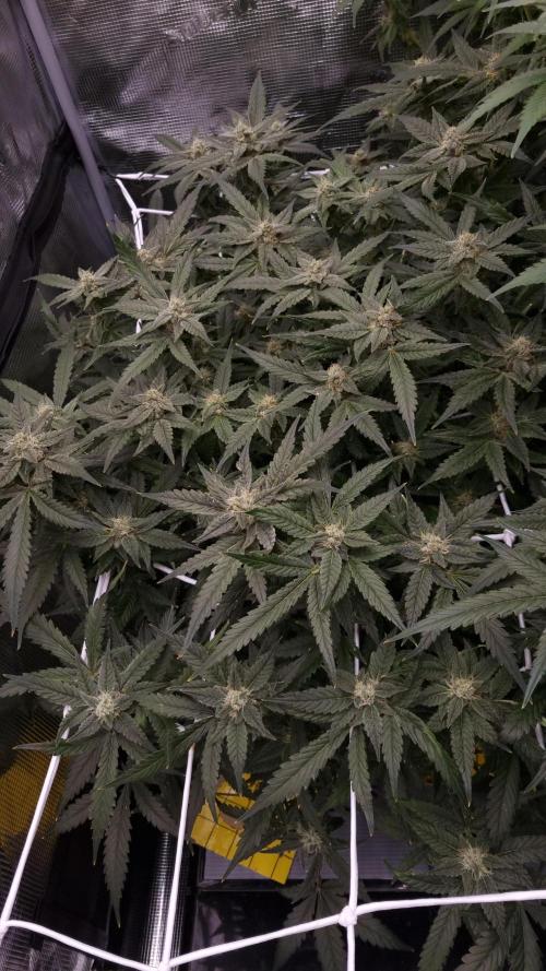 Studio 54 Stardust Auto Sweet Seeds NFT. Week 10 - Day 28