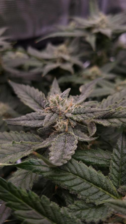 Studio 54 Stardust Auto Sweet Seeds NFT. Week 10 - Day 28