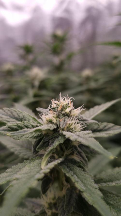 Papayton Fastbuds NFT. Week 10 - Day 21