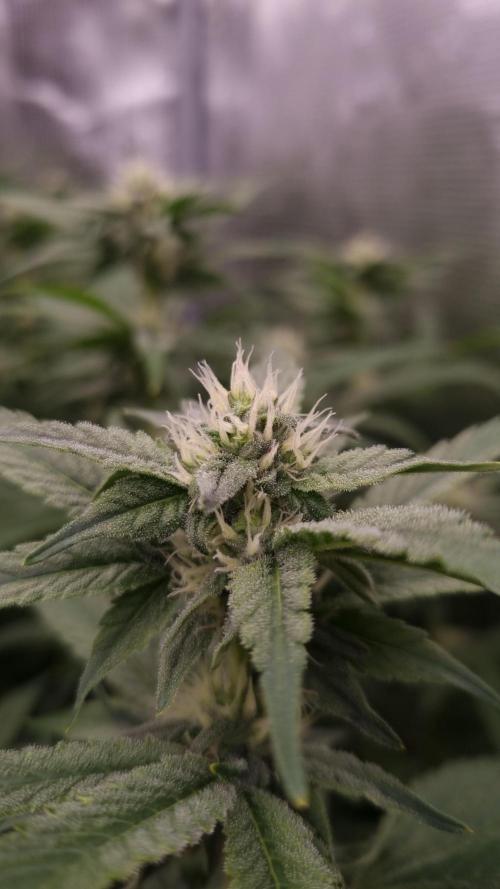 Papayton Fastbuds NFT. Week 10 - Day 21