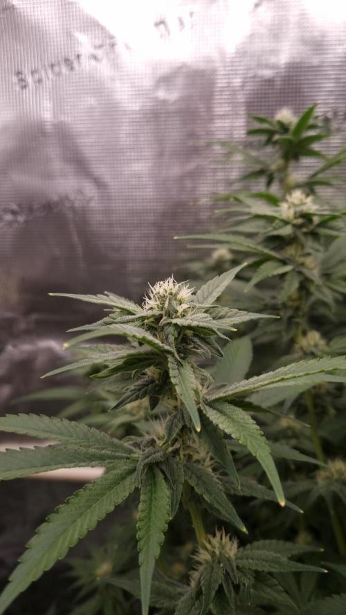 Papayton Fastbuds NFT. Week 10 - Day 21