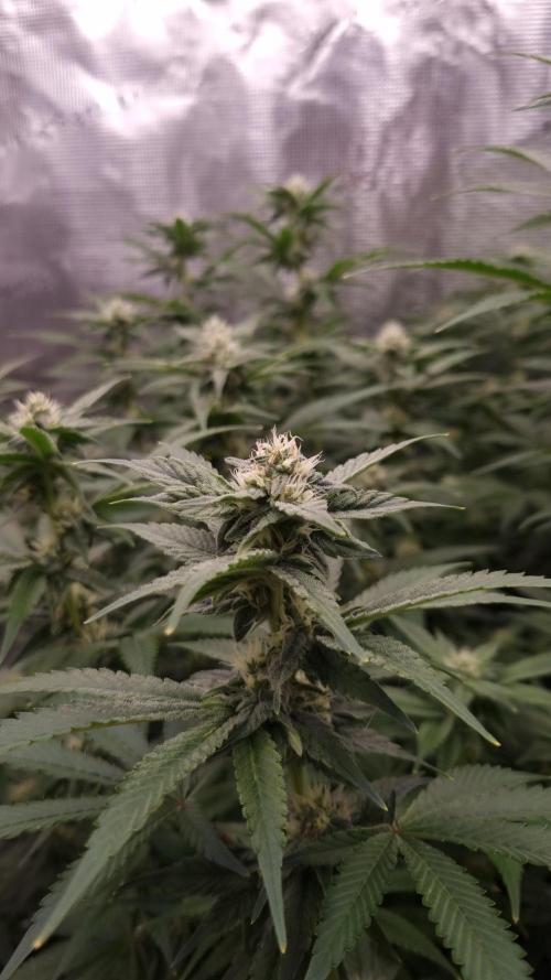 Papayton Fastbuds NFT. Week 10 - Day 21