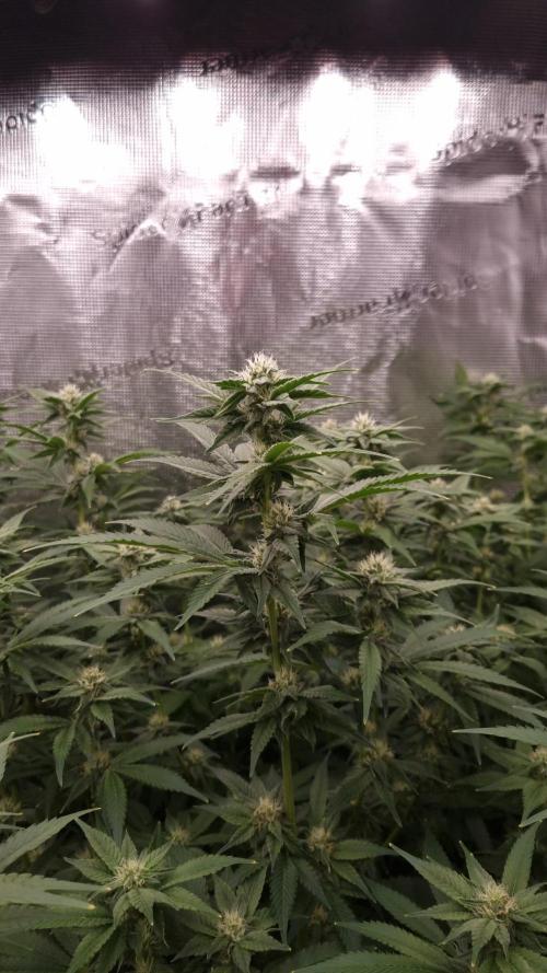 Papayton Fastbuds NFT. Week 10 - Day 21