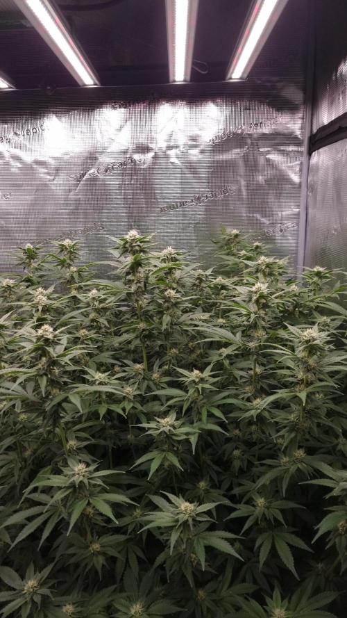 Papayton Fastbuds NFT. Week 10 - Day 21