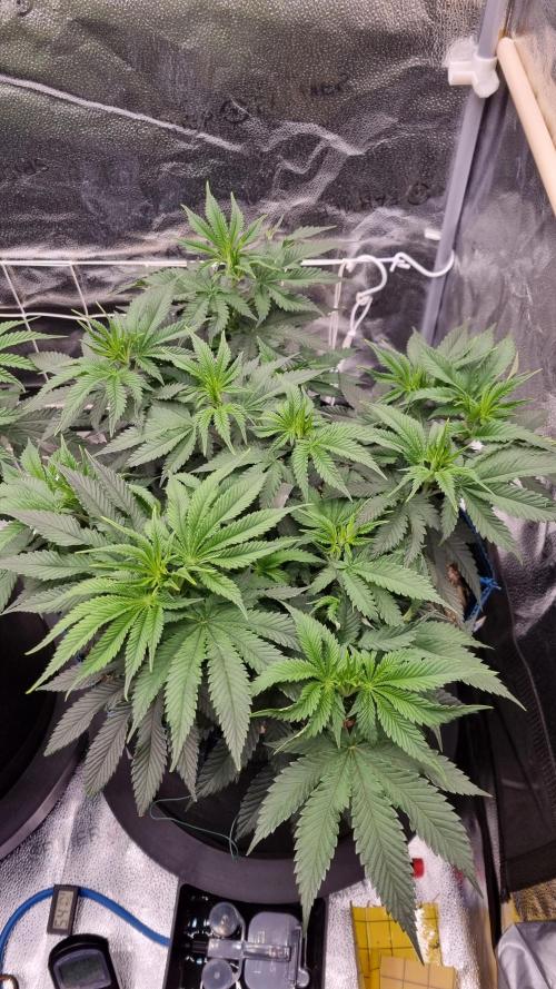 Sherbelato Cake #2 Dutch Passion SOIL. Week 7 - Day 49 before lst