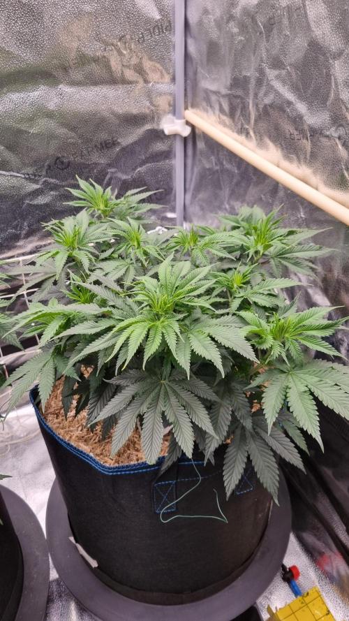 Sherbelato Cake #2 Dutch Passion SOIL. Week 7 - Day 49 before lst