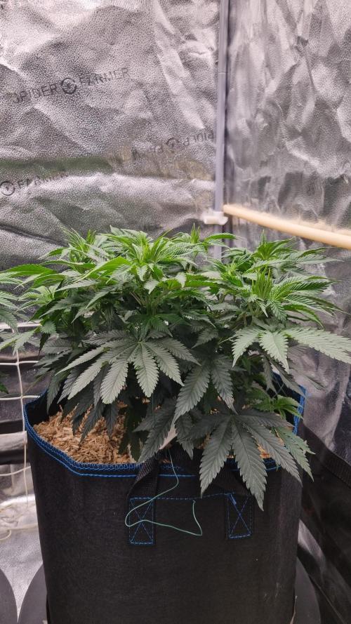 Sherbelato Cake #2 Dutch Passion SOIL. Week 7 - Day 49 before lst